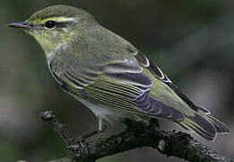 Wood Warbler