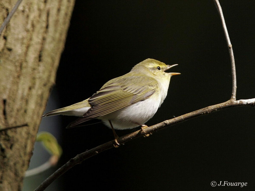 Wood Warbler male adult