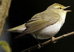 Wood Warbler