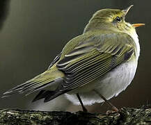 Wood Warbler