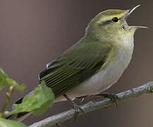 Wood Warbler