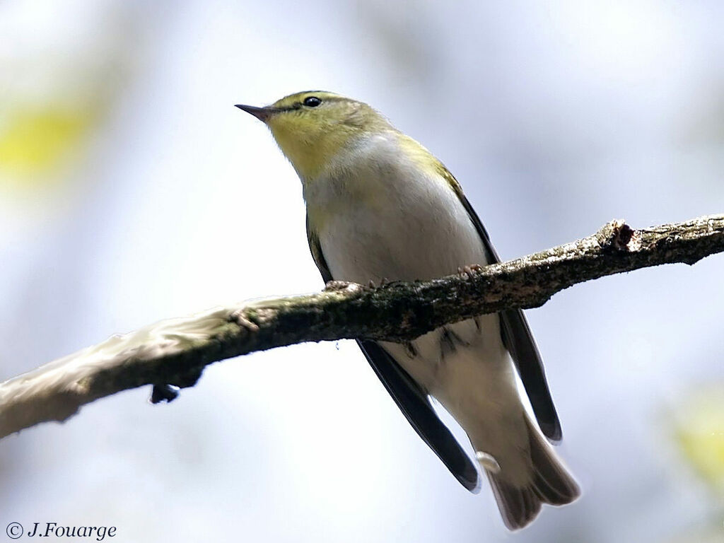 Wood Warbler male adult