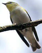 Wood Warbler