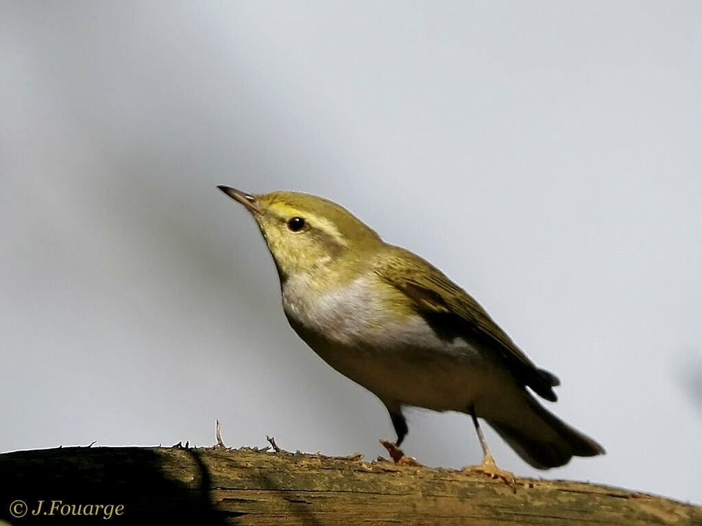 Wood Warbler male adult