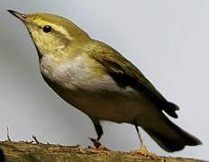 Wood Warbler