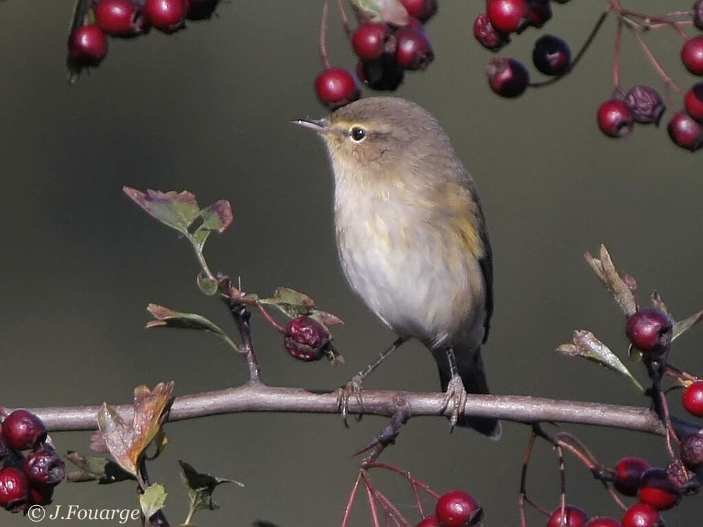 Common Chiffchaff