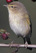 Common Chiffchaff