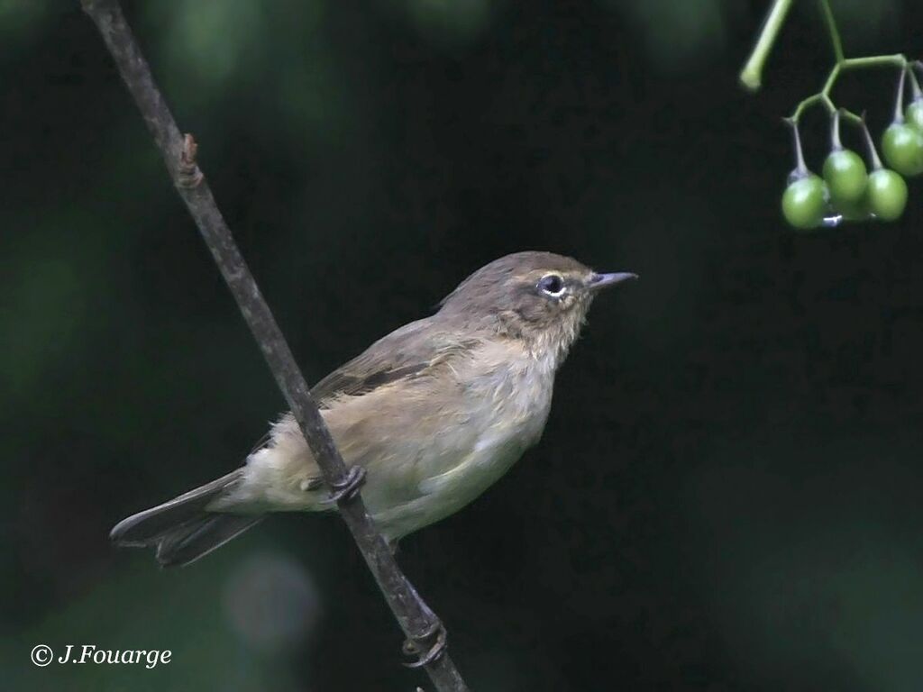 Common Chiffchaff