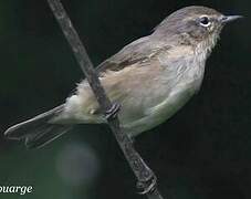 Common Chiffchaff