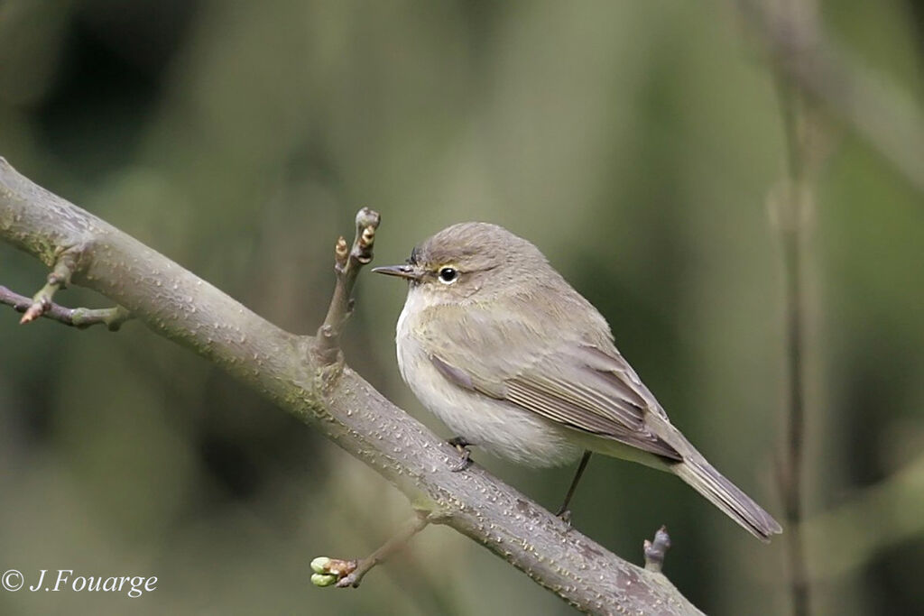 Common Chiffchaff