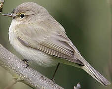 Common Chiffchaff