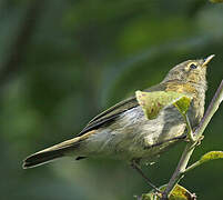 Common Chiffchaff