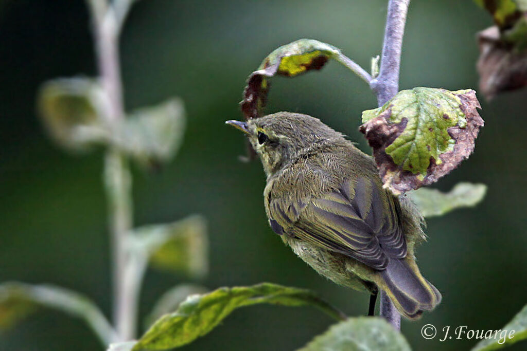 Common Chiffchaffjuvenile