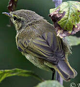 Common Chiffchaff