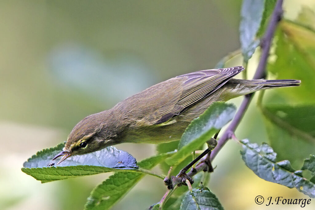 Common Chiffchaff, feeding habits, Behaviour