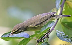 Common Chiffchaff