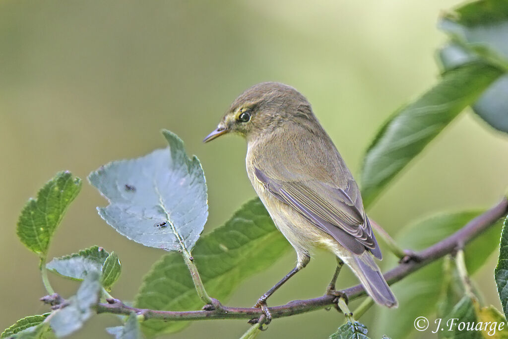Common Chiffchaff, feeding habits, Behaviour
