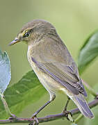 Common Chiffchaff