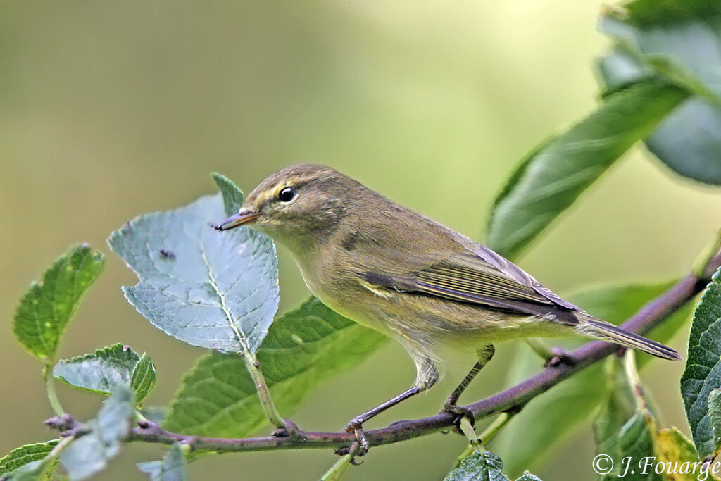 Common Chiffchaff, feeding habits, Behaviour