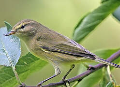 Common Chiffchaff