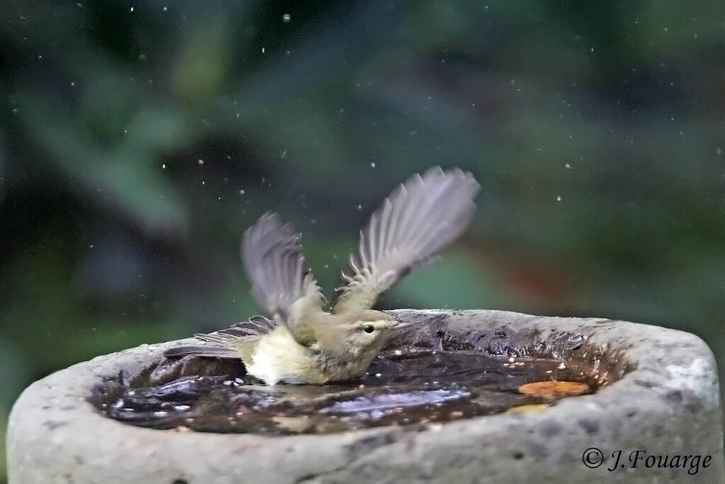 Common Chiffchaff, Behaviour