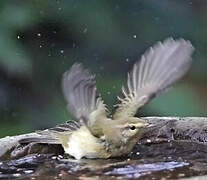 Common Chiffchaff