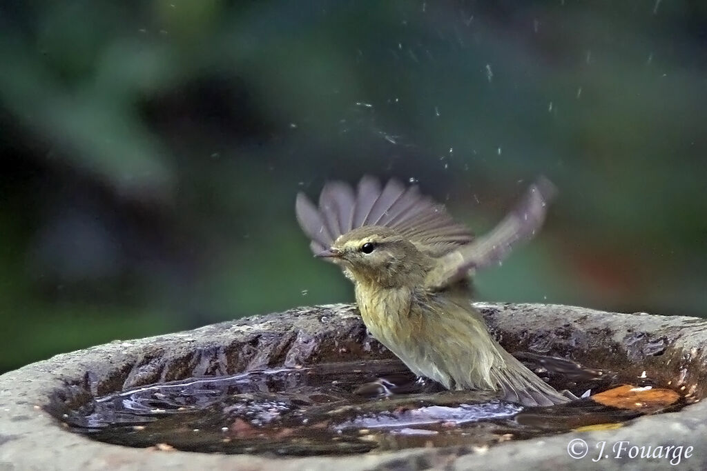 Common Chiffchaff, Behaviour