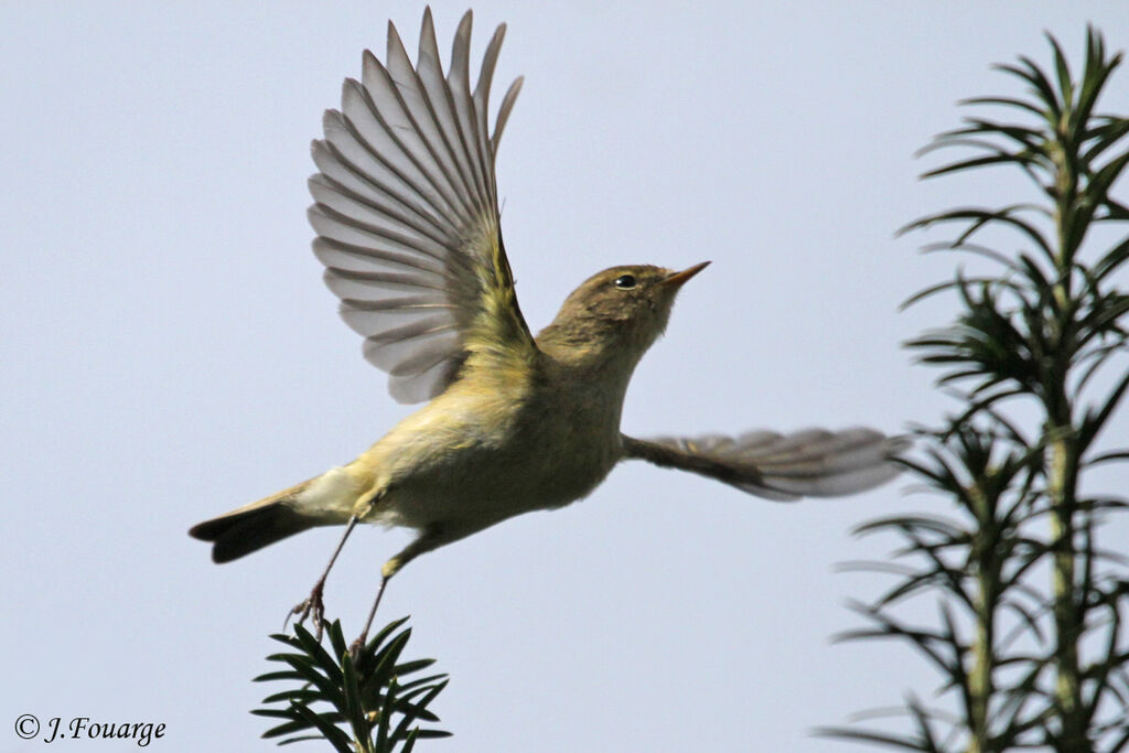 Common Chiffchaff, Flight