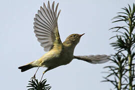 Common Chiffchaff