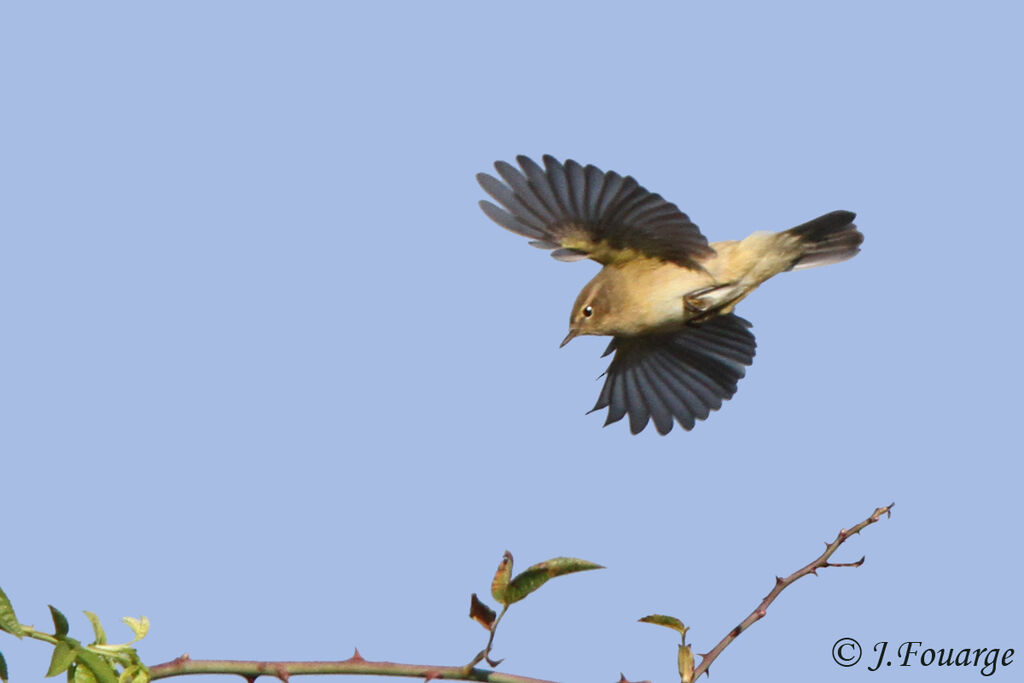 Common Chiffchaff, Flight