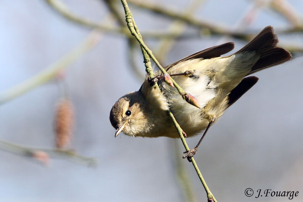 Common Chiffchaffadult, identification, Behaviour