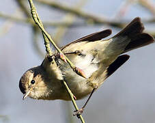 Common Chiffchaff