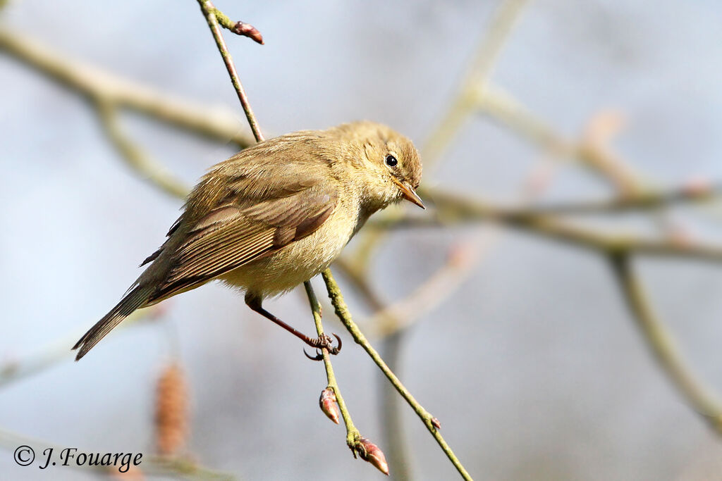 Pouillot véloce, identification