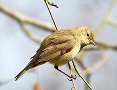 Common Chiffchaff