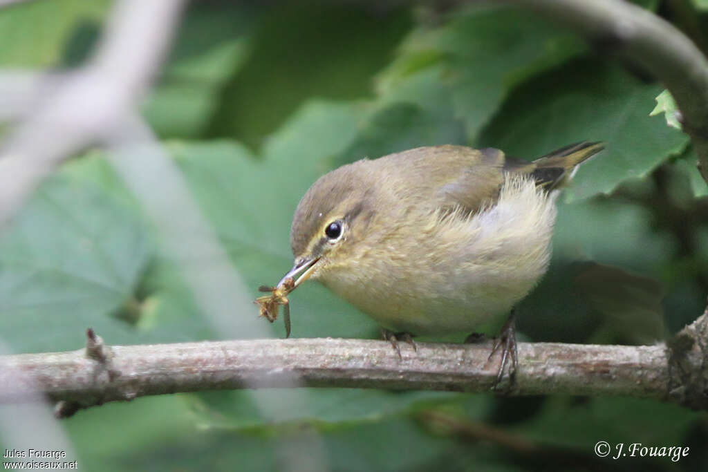 Common Chiffchaff, identification, feeding habits, Behaviour