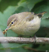 Common Chiffchaff