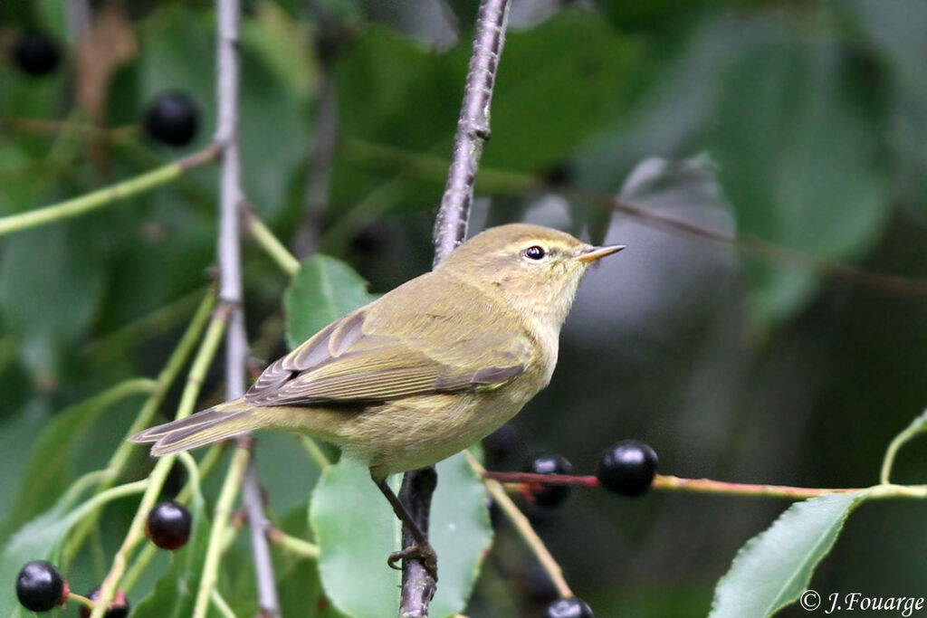 Pouillot véloce, identification