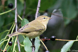 Common Chiffchaff