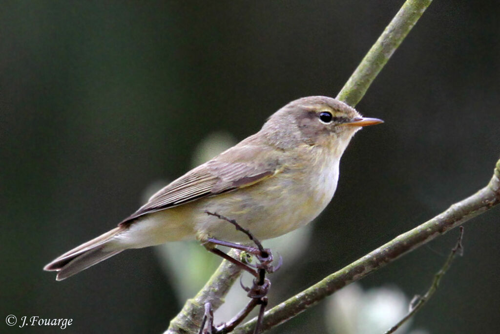 Pouillot véloce, identification