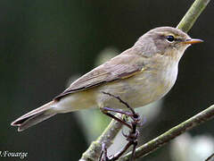 Common Chiffchaff