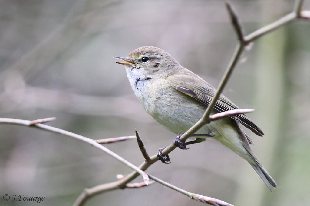 Pouillot véloce, identification