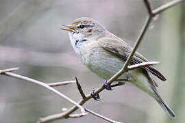 Common Chiffchaff