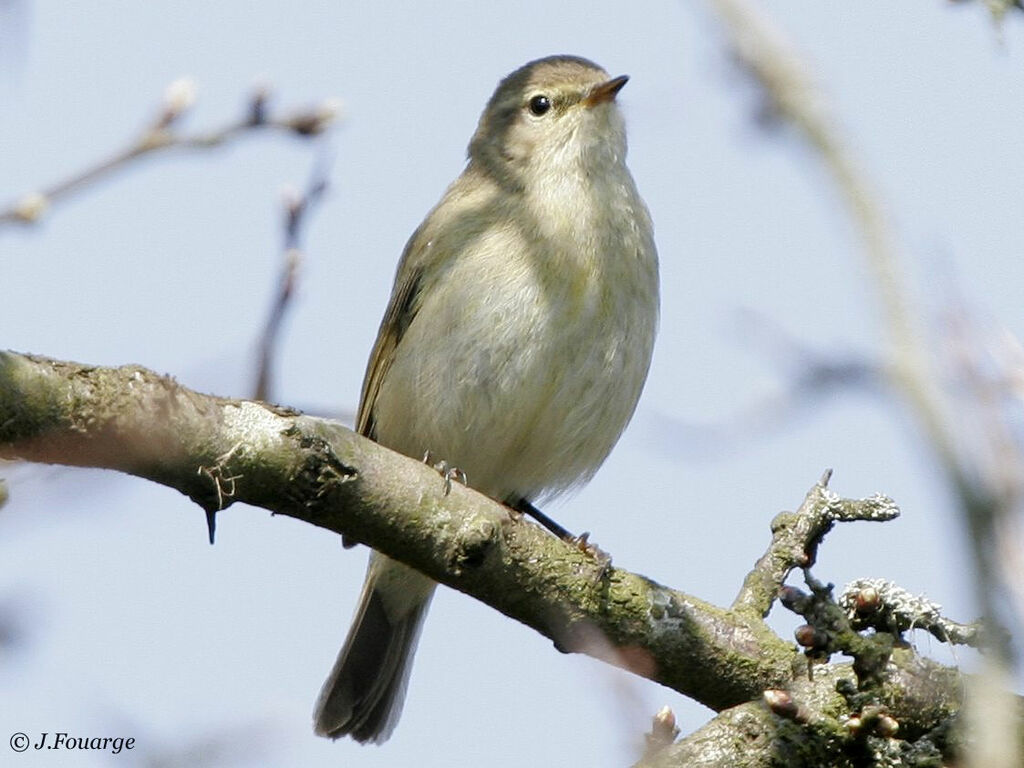 Common Chiffchaff male adult