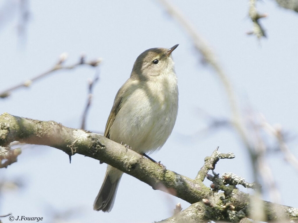 Common Chiffchaff male adult