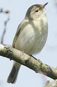 Common Chiffchaff