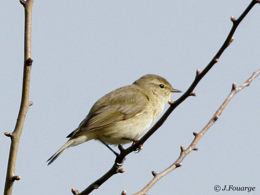 Common Chiffchaff