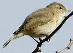 Common Chiffchaff