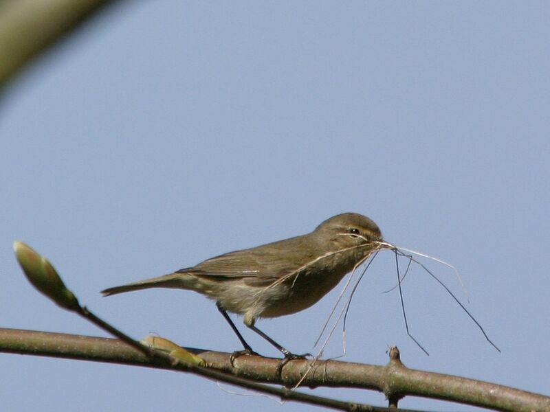 Common Chiffchaff female adult