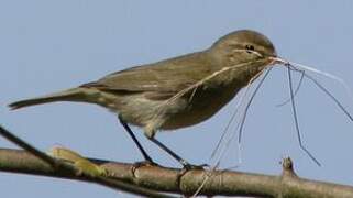 Common Chiffchaff