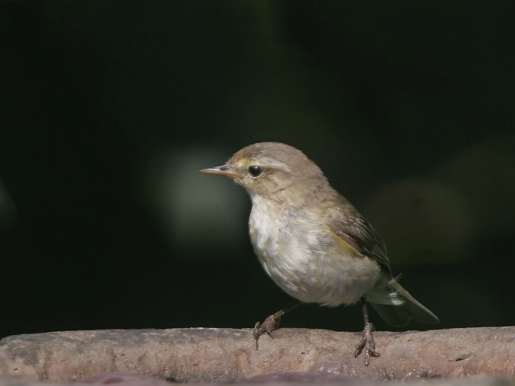 Common ChiffchaffFirst year